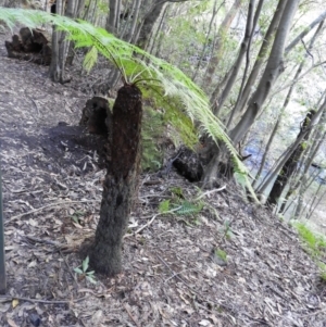 Cyathea australis subsp. australis at Bundanoon, NSW - 21 Jul 2021