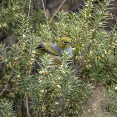 Zosterops lateralis (Silvereye) at Bullen Range - 31 Jul 2021 by trevsci