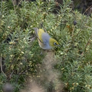 Zosterops lateralis at Paddys River, ACT - 31 Jul 2021 02:36 PM