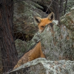 Vulpes vulpes (Red Fox) at Gigerline Nature Reserve - 1 Aug 2021 by trevsci