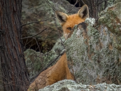 Vulpes vulpes (Red Fox) at Tennent, ACT - 1 Aug 2021 by trevsci