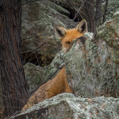 Vulpes vulpes (Red Fox) at Gigerline Nature Reserve - 1 Aug 2021 by trevsci