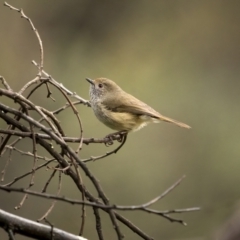 Acanthiza pusilla (Brown Thornbill) at Tennent, ACT - 1 Aug 2021 by trevsci