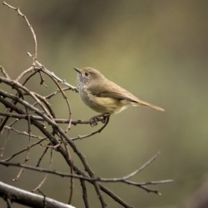 Acanthiza pusilla at Tennent, ACT - 1 Aug 2021