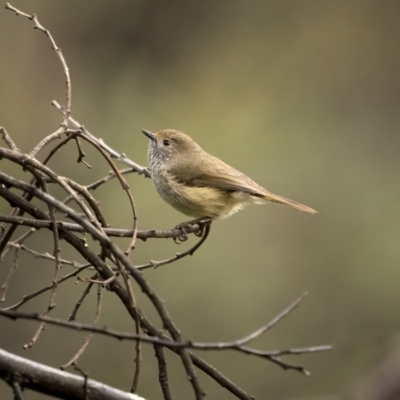 Acanthiza pusilla (Brown Thornbill) at Tennent, ACT - 1 Aug 2021 by trevsci