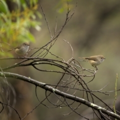 Acanthiza pusilla at Tennent, ACT - 1 Aug 2021