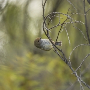 Acanthiza pusilla at Stromlo, ACT - 31 Jul 2021