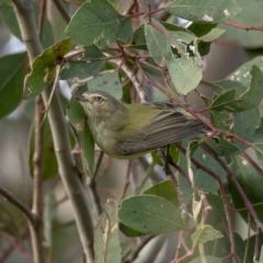 Smicrornis brevirostris (Weebill) at Paddys River, ACT - 31 Jul 2021 by trevsci