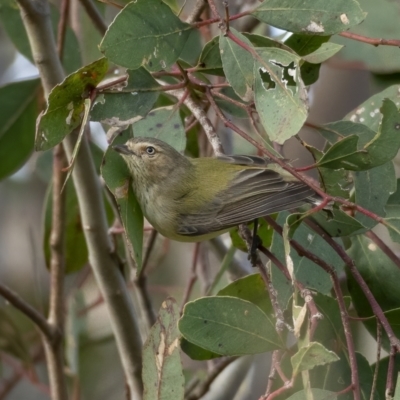 Smicrornis brevirostris (Weebill) at Paddys River, ACT - 31 Jul 2021 by trevsci