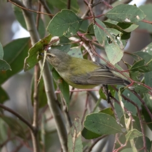 Smicrornis brevirostris at Paddys River, ACT - 31 Jul 2021