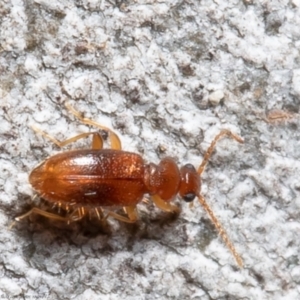 Anthicinae (subfamily) at Macgregor, ACT - 2 Aug 2021 11:11 AM