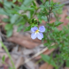 Dampiera stricta (Blue Dampiera) at Bundanoon, NSW - 19 Jul 2021 by MatthewFrawley