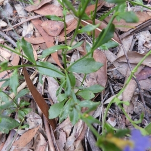 Dampiera stricta at Bundanoon, NSW - 19 Jul 2021 03:12 PM