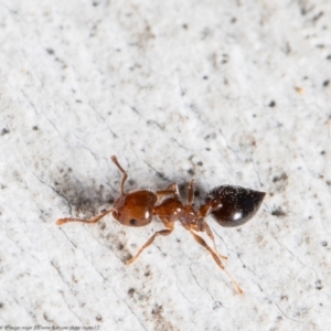 Crematogaster sp. (genus) at Macgregor, ACT - 2 Aug 2021