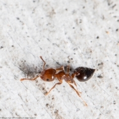 Crematogaster sp. (genus) (Acrobat ant, Cocktail ant) at Macgregor, ACT - 2 Aug 2021 by Roger