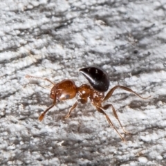 Crematogaster sp. (genus) at Macgregor, ACT - 2 Aug 2021