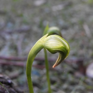 Pterostylis nutans at Bundanoon, NSW - suppressed