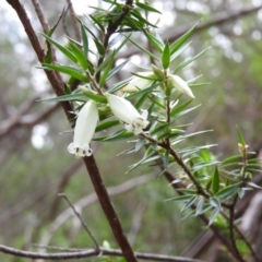 Styphelia sieberi (Prickly Beard-Heath) at Wingecarribee Local Government Area - 19 Jul 2021 by MatthewFrawley