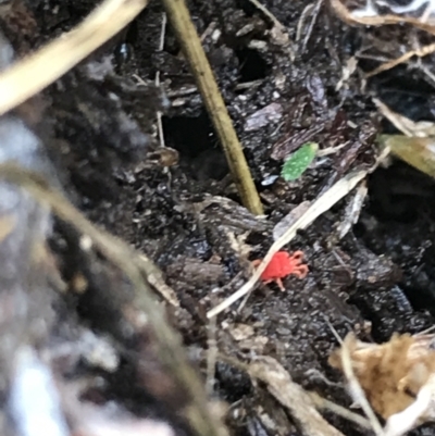 Trombidiidae (family) (Red velvet mite) at Deakin, ACT - 31 Jul 2021 by Tapirlord