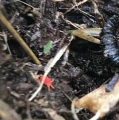 Trombidiidae (family) at Deakin, ACT - 31 Jul 2021