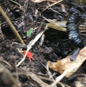 Trombidiidae (family) at Deakin, ACT - 31 Jul 2021