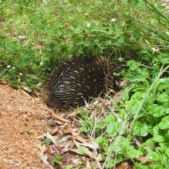 Tachyglossus aculeatus (Short-beaked Echidna) at Wingecarribee Local Government Area - 27 Nov 2015 by Piggle