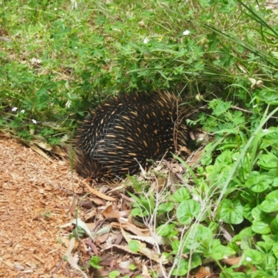 Tachyglossus aculeatus (Short-beaked Echidna) at Bowral - 27 Nov 2015 by Piggle
