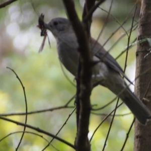 Colluricincla harmonica at Bowral, NSW - 13 Sep 2012 09:29 AM