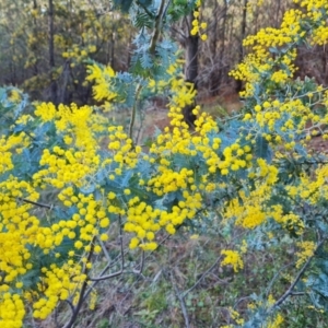 Acacia baileyana at Isaacs, ACT - 2 Aug 2021 04:19 PM