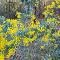 Acacia baileyana (Cootamundra Wattle, Golden Mimosa) at Isaacs Ridge and Nearby - 2 Aug 2021 by Mike