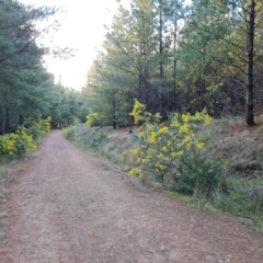 Acacia baileyana at Isaacs, ACT - 2 Aug 2021