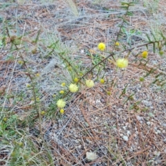 Acacia ulicifolia (Prickly Moses) at Isaacs Ridge and Nearby - 2 Aug 2021 by Mike