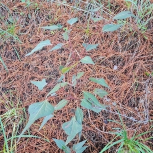 Brachychiton populneus subsp. populneus at Isaacs, ACT - 2 Aug 2021