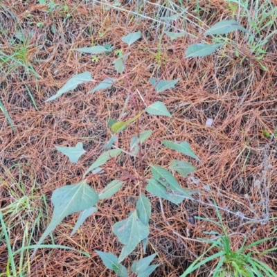 Brachychiton populneus subsp. populneus (Kurrajong) at Isaacs Ridge and Nearby - 2 Aug 2021 by Mike