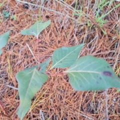 Brachychiton populneus subsp. populneus at Isaacs, ACT - 2 Aug 2021