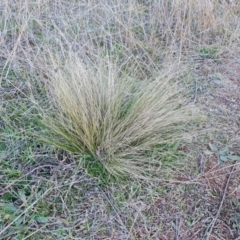 Nassella trichotoma (Serrated Tussock) at Isaacs Ridge and Nearby - 30 Jul 2021 by Mike