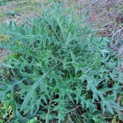 Cirsium vulgare (Spear Thistle) at Isaacs Ridge and Nearby - 29 Jul 2021 by Mike