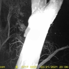 Trichosurus vulpecula (Common Brushtail Possum) at Wodonga - 21 Mar 2021 by DMeco