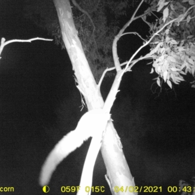 Petaurus norfolcensis (Squirrel Glider) at Monitoring Site 103 - Riparian - 23 Mar 2021 by DMeco