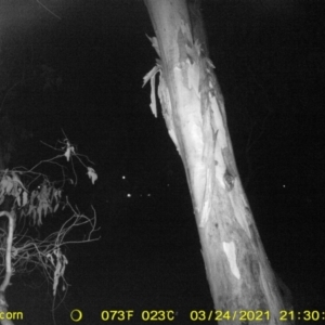 Petaurus notatus at Wodonga, VIC - 24 Mar 2021 09:30 PM
