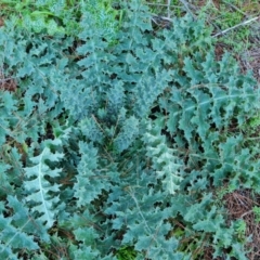 Carduus nutans (Nodding Thistle) at Isaacs Ridge and Nearby - 29 Jul 2021 by Mike