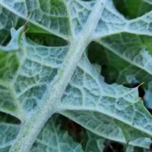 Carduus nutans at Jerrabomberra, ACT - 29 Jul 2021