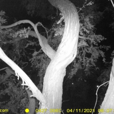 Petaurus norfolcensis (Squirrel Glider) at WREN Reserves - 5 Apr 2021 by DMeco