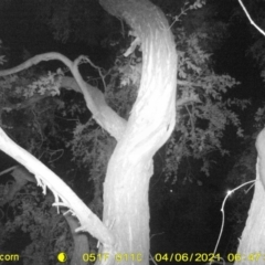Petaurus norfolcensis at Huon Creek, VIC - 6 Apr 2021 06:47 AM