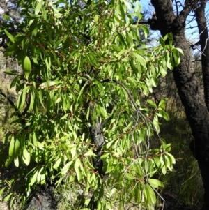 Persoonia levis at Bundanoon, NSW - suppressed