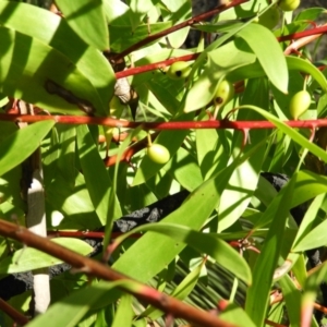 Persoonia levis at Bundanoon, NSW - suppressed