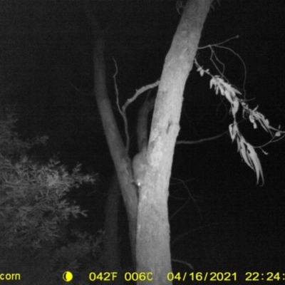 Trichosurus vulpecula (Common Brushtail Possum) at WREN Reserves - 16 Apr 2021 by DMeco