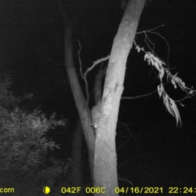 Trichosurus vulpecula (Common Brushtail Possum) at Wodonga - 16 Apr 2021 by DMeco