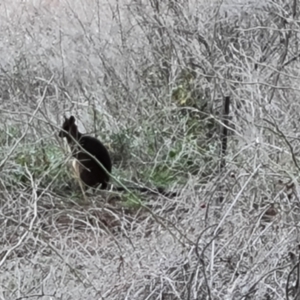 Wallabia bicolor at Jerrabomberra, ACT - 29 Jul 2021 04:17 PM