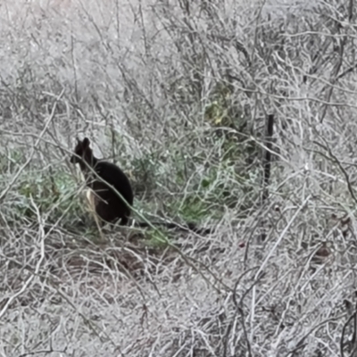 Wallabia bicolor (Swamp Wallaby) at Isaacs Ridge and Nearby - 29 Jul 2021 by Mike